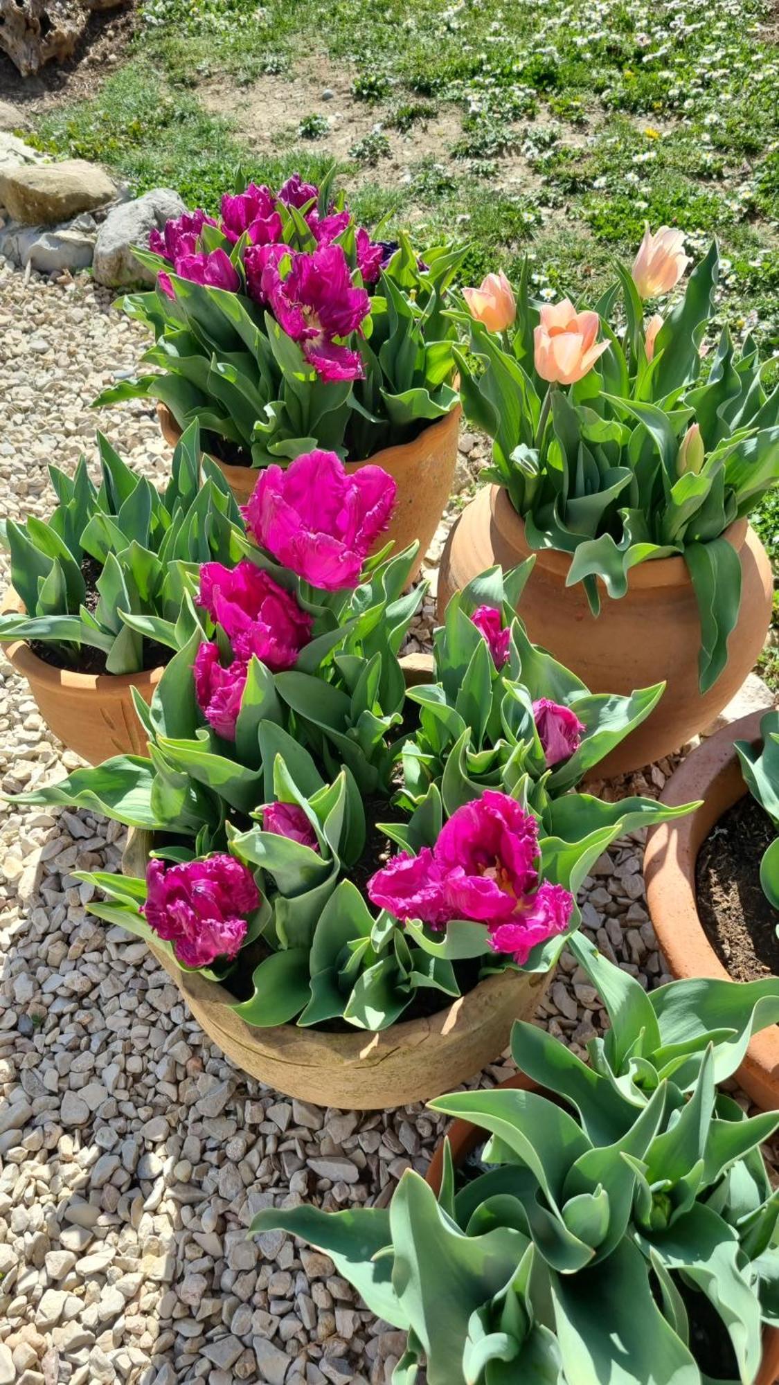 Bed and Breakfast Mas Tulipe De Soie Bevons Exterior foto