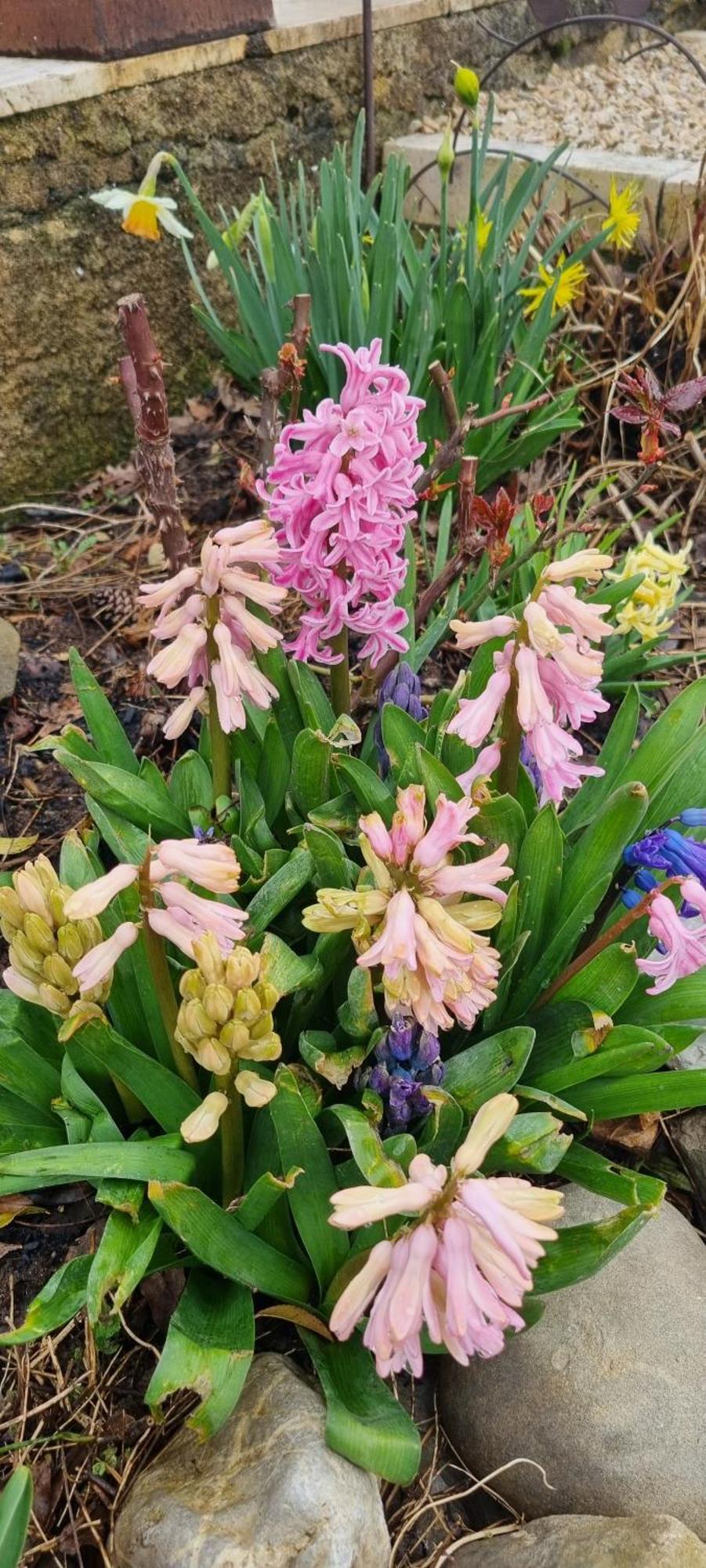 Bed and Breakfast Mas Tulipe De Soie Bevons Exterior foto